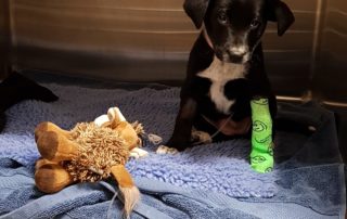 Hobsons Bay Veterinary Clinic | Puppy with upset tummy