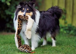 Hobsons Bay Veterinary Clinic | Dog with toy snake