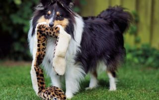 Hobsons Bay Veterinary Clinic | Dog with toy snake